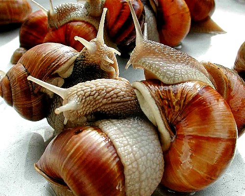 Edible Land Snails Or Escargot Are A Delicacy